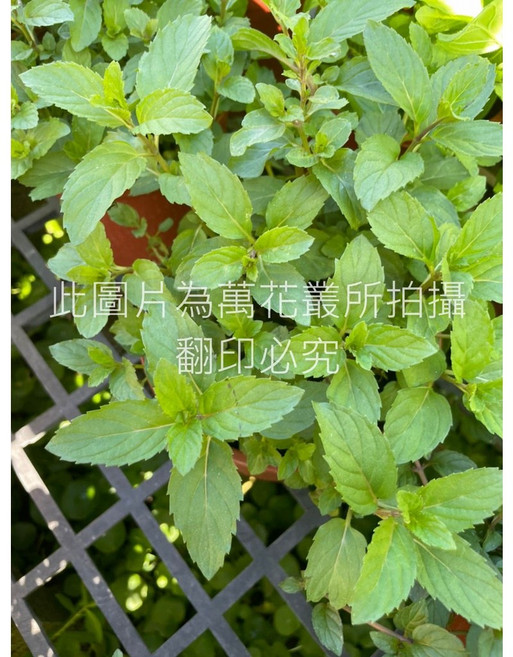 萬花叢 香草植物【瑞士薄荷】盆栽 - 新鮮薄荷、居家香草、料理調味, 1個