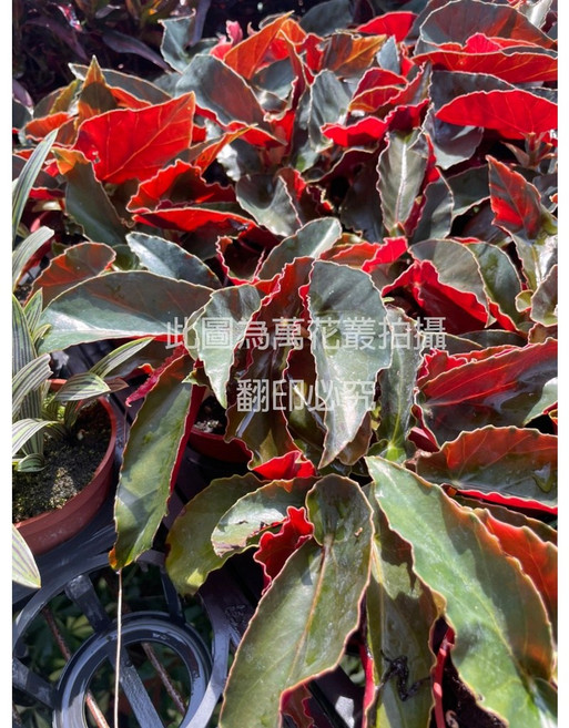 萬花叢 法國海棠 觀葉植物 室內盆栽, 法國海棠(紅, 1個