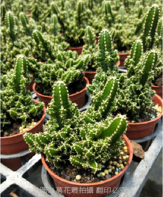 萬花叢 仙女閣仙人掌盆栽, 綠色, 1個