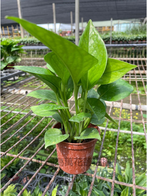 萬花叢 觀葉植物 黃金葛 (高約5-10cm) 室內盆栽 淨化空氣, 棕色, 1個