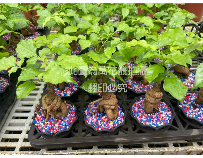 萬花叢 喬木植物 聚寶樹 造型盆栽 (高約5-10cm) 室內盆栽 招財開運, 1個