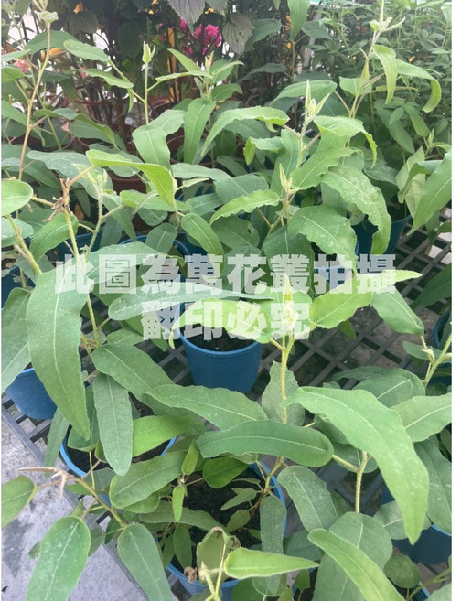 萬花叢 香草植物 - 清新香氣、淨化空氣、居家綠植, 檸檬桉, 1個