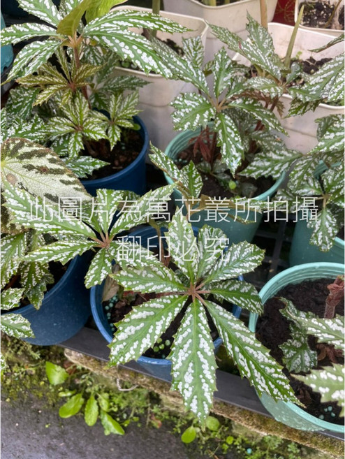 萬花叢 觀葉植物 掌葉海棠/掌葉秋海棠 5吋盆栽 室內盆栽 淨化空氣, 綠色, 1個