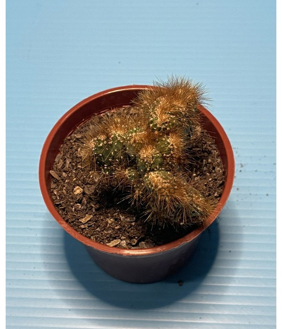 萬花叢 仙人掌植物【獅子岩】3吋盆栽 - 室內盆栽、多肉植物、辦公室盆栽、療癒小物, 綠色, 1個