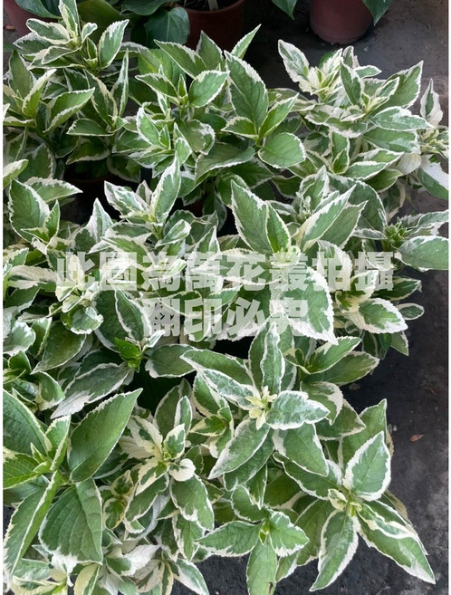 萬花叢 花卉植物 斑葉繡球花 5吋室內綠植盆栽, 1個