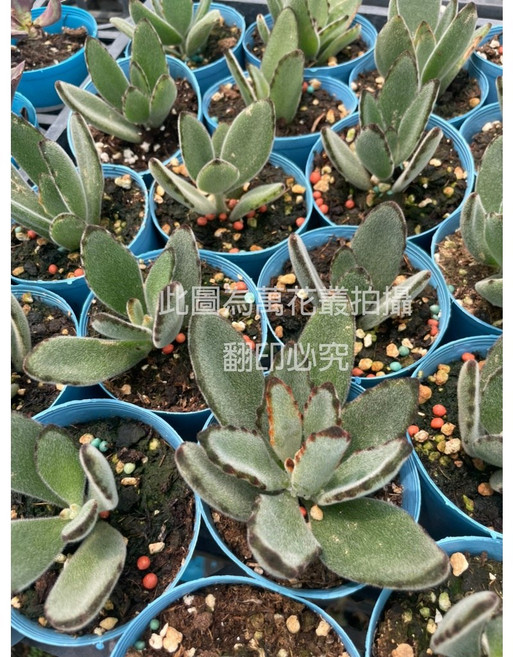 萬花叢 多肉植物黑玫兔 療癒系 辦公室小物, 藍色