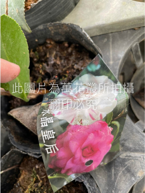 萬花叢 灌木植物 茶花苗【水晶皇后】3吋盆栽 (株高5-10cm) 季節限定, 全紅/白底紅條/塊斑, 1個