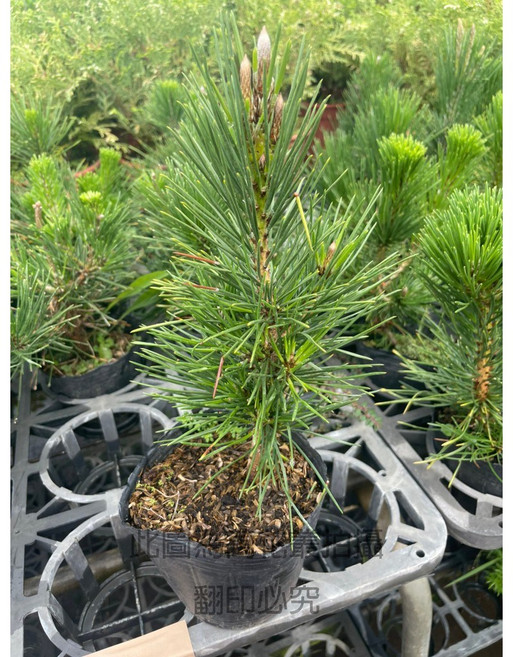 萬花叢 喬木植物 - 黑軟盆小品盆栽 高約10-20cm 室內綠植盆栽, 黑松, 1個