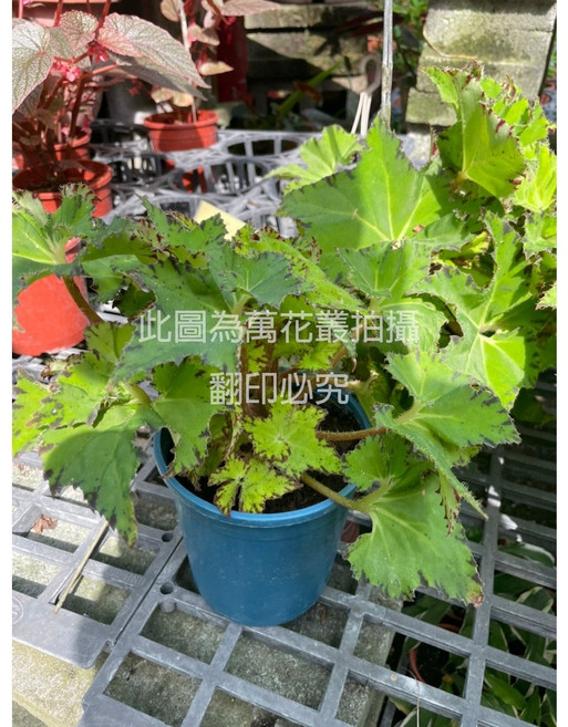 萬花叢 睫毛秋海棠 觀葉植物 5吋盆栽 室內綠植 淨化空氣