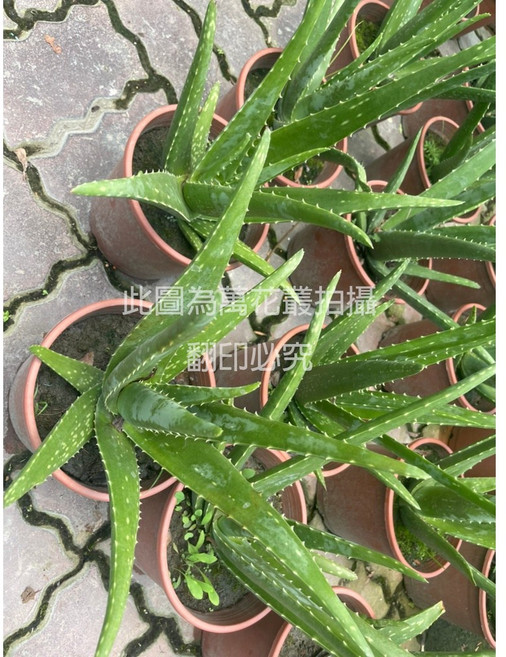 萬花叢 多肉植物 淨化空氣 綠色植物 居家盆栽, 蘆薈(綠), 1個