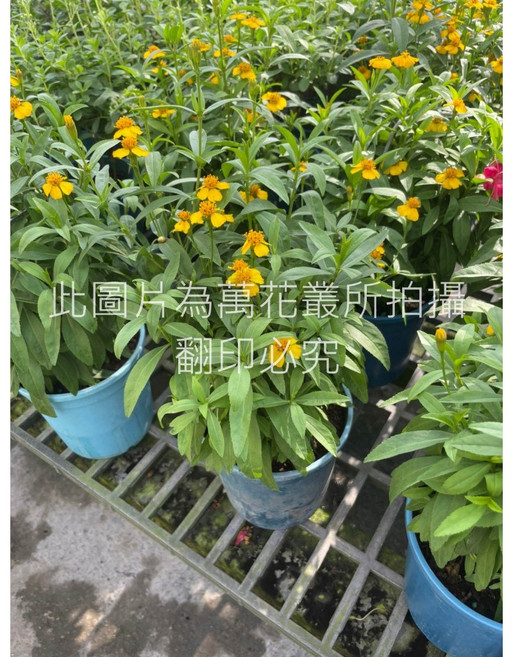 萬花叢 香草植物【甜萬壽菊】易於照料、美化居家, 藍色, 1個