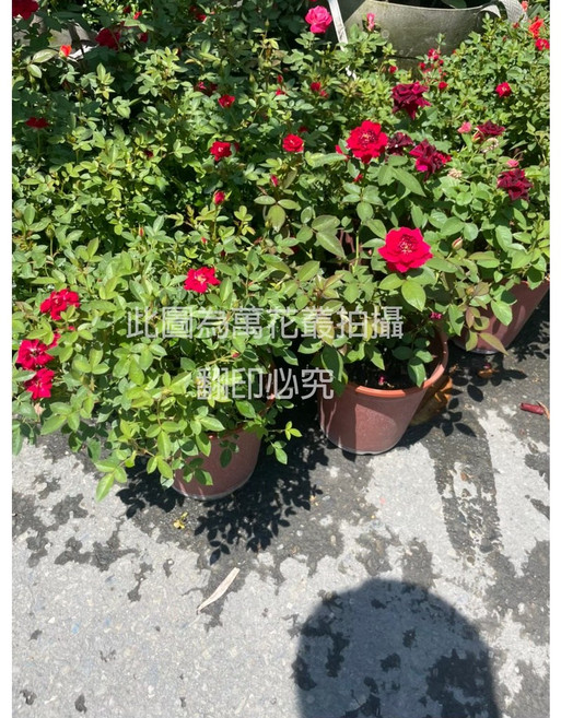 萬花叢 (隨機出色) 花卉植物 玫瑰花盆栽, 迷你玫瑰(不可挑色, 1個