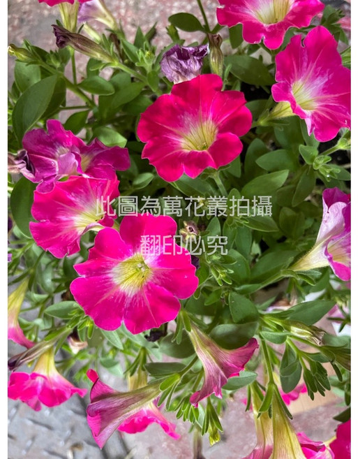 萬花叢 歐洲牽牛花 粉色吊盆, 詳見包裝