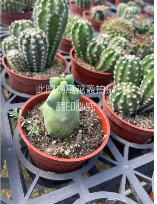 萬花叢 玉乳柱 仙人掌植物, 棕色, 1個