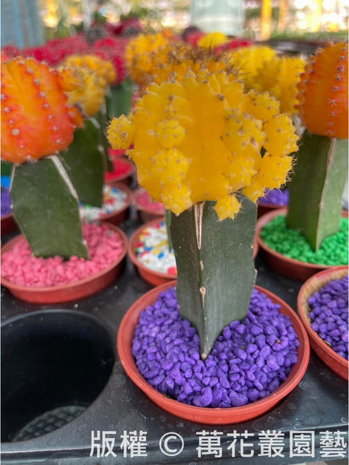 萬花叢 緋牡丹仙人掌盆栽 1.5-3吋 多彩多肉植物, 黃色, 1個