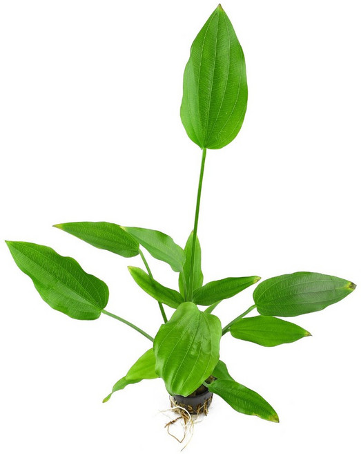 水草 挺水/水上葉植物 戶外缸適用 新手級水生植物 不需CO2 陰性草 超好養, 詳見包裝, 小海帆1盆