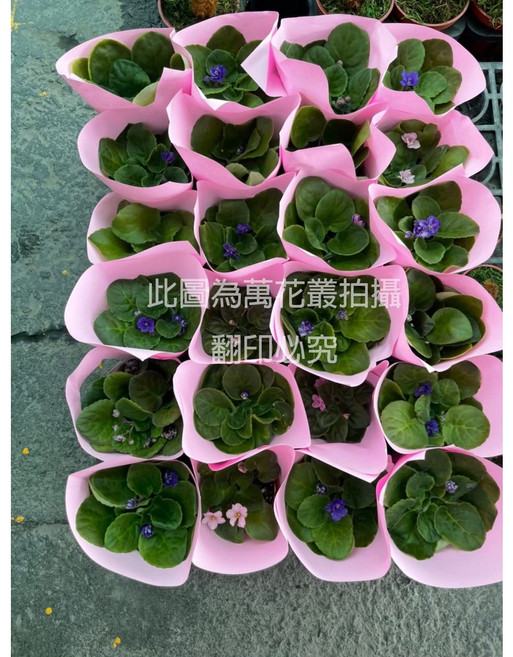 萬花叢 非洲堇, F, 1個