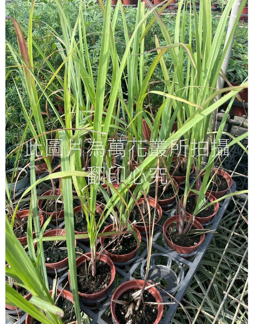 萬花叢 香草植物 驅蚊香草 居家盆栽 綠色植物, 檸檬香茅, 1個