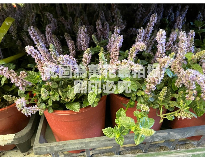 萬花叢 香草植物仙草 盆栽 (高約10-20cm) 室內盆栽, 紅棕色, 1個