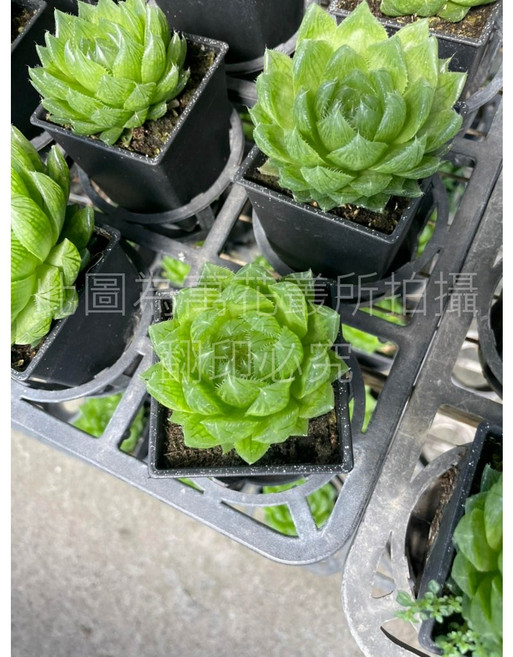 萬花叢 多肉植物【櫻水晶】 - 療癒系盆栽 晶瑩剔透 新手推薦, 黑色, 1個