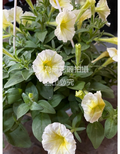 萬花叢 歐洲牽牛花吊盆, 黃色, 1個