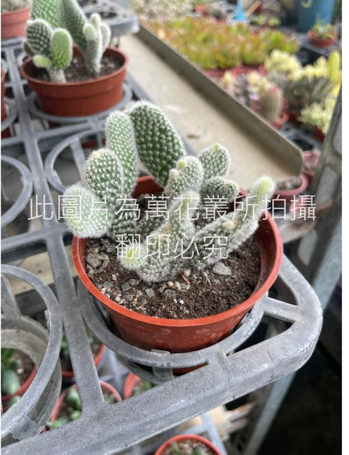 萬花叢 米老鼠仙人掌 3吋盆栽 療癒系 辦公室小物, 1個