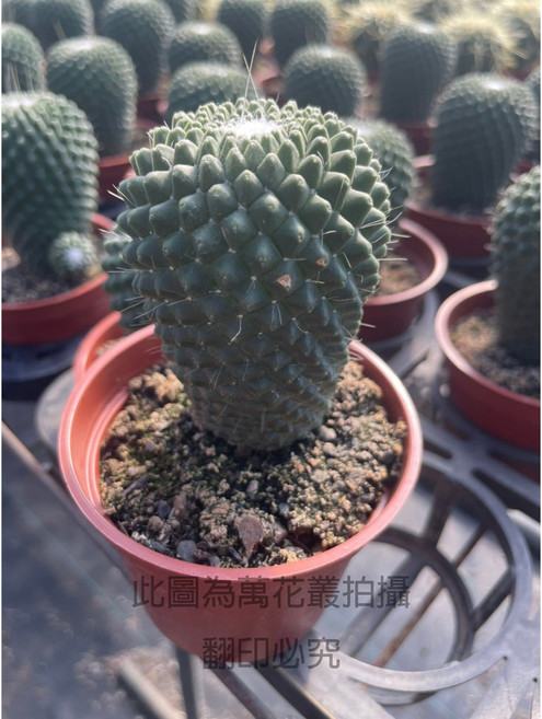 萬花叢 仙人掌植物 3吋盆栽 - 易於照料的室內綠植盆栽, 奇隆丸, 1個
