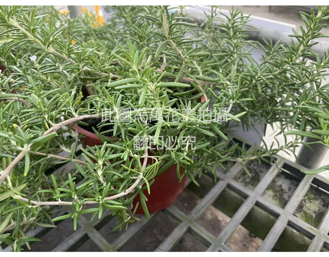 萬花叢 蔓性迷迭香盆栽 香草植物 居家綠植 料理香料, 紅棕色, 1個