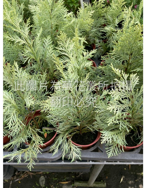萬花叢 白金檜木 喬木植物盆栽, 1個
