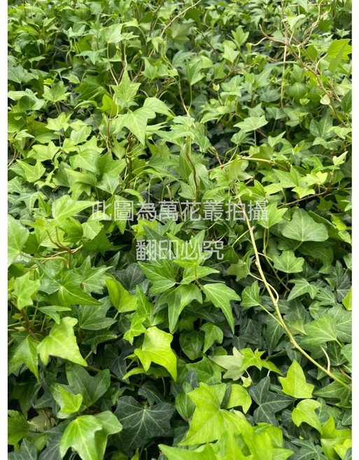 萬花叢 觀葉植物【綠葉常春藤】3吋盆 - 室內盆栽 淨化空氣, 綠色, 1個