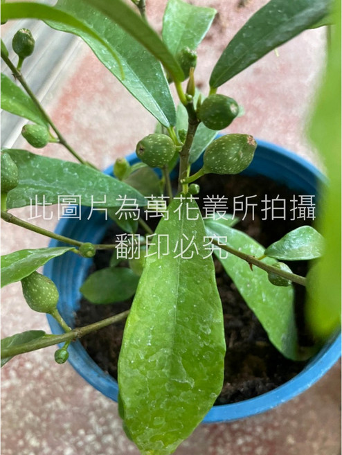 萬花叢 香草植物【羊奶頭】 - 療癒香氛、綠意盆栽、室內盆栽, 藍色, 1個