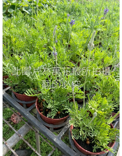 萬花叢 香草植物 (高約5-10cm) 室內盆栽 療癒香草, 羽葉薰衣草, 1個