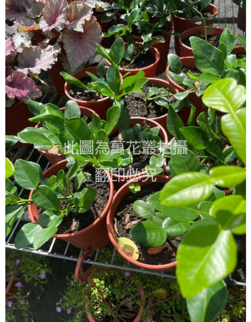 萬花叢 香草植物 - 清新香氣、易於種植、居家綠化, 馬蜂澄(仟插), 1個