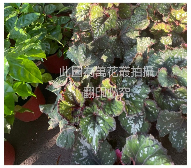 萬花叢 觀葉植物 聖誕海棠/聖誕秋海棠 5吋盆栽 (高約10-20cm) 室內盆栽, 紅, 1個