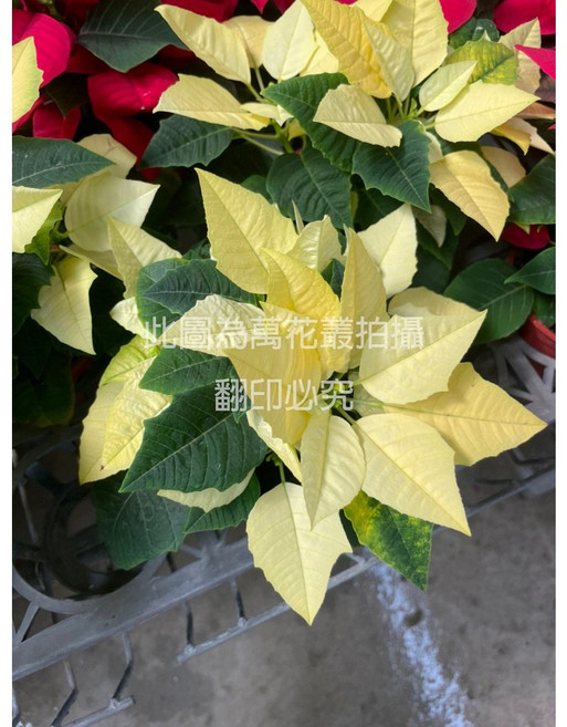 萬花叢 花卉植物 聖誕紅 - 居家室內盆栽 節慶裝飾, 黃色, 1個