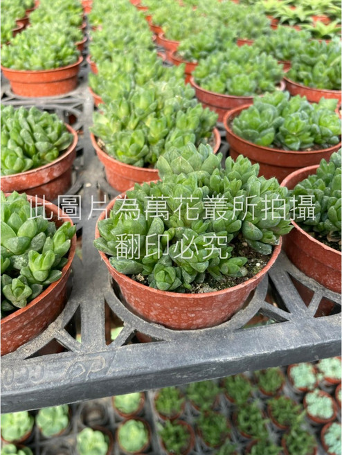 萬花叢 多肉植物水晶玉露 - 晶瑩剔透、療癒系盆栽、新手推薦, 棕色, 1個
