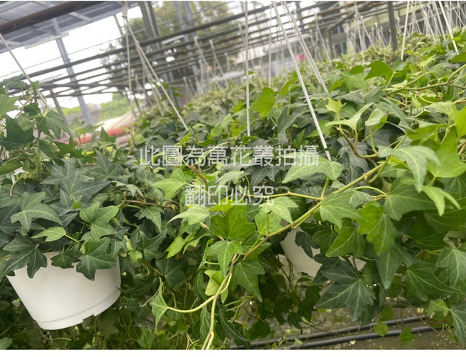 萬花叢 觀葉植物 吊盆 - 室內盆栽 淨化空氣 綠色植物, 綠葉常春藤, 1個