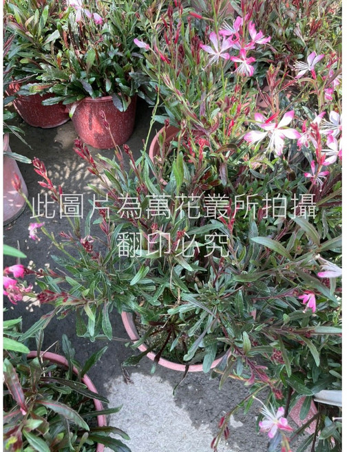 萬花叢 歐洲新娘灌木植物 – 庭院陽台美化盆栽