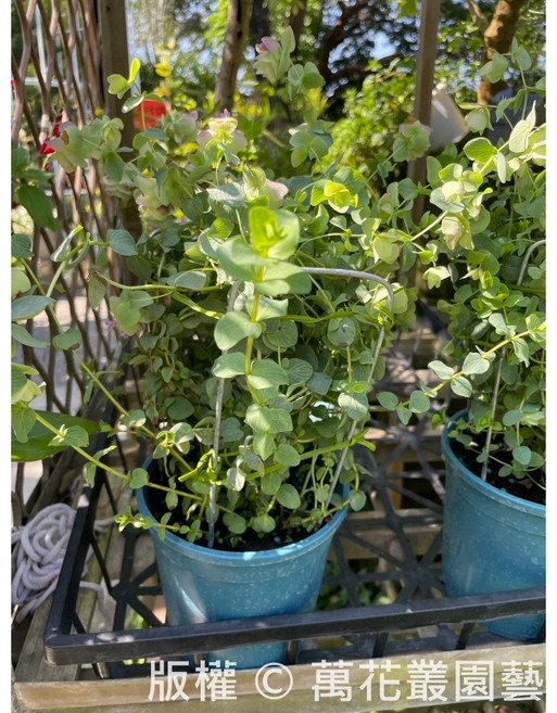 萬花叢 香草植物肯特奧勒岡, 藍色, 1個