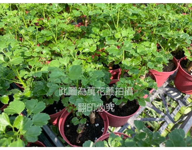萬花叢 圓葉綠葉福祿桐 綠植盆栽 居家辦公室綠化, 1個