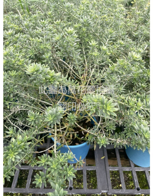 萬花叢 香草植物澳洲迷迭香 - 居家香氛、驅蚊蟲、易於照料, 藍色, 1個