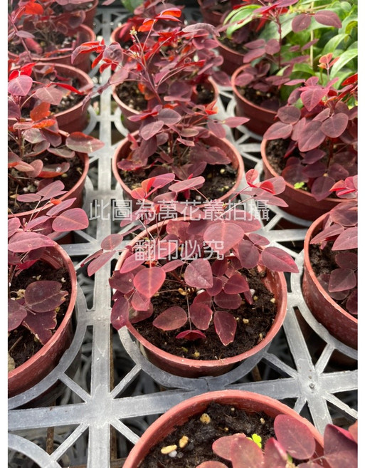 萬花叢 觀葉植物【小紅楓】 - 迷你紅楓、室內盆栽、桌面盆栽, 紅色, 1個
