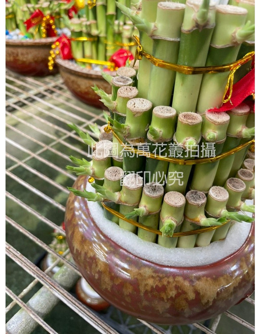 萬花叢 送禮盆栽【萬年青(三層中聚寶盆)】 高約10-20cm, 1個