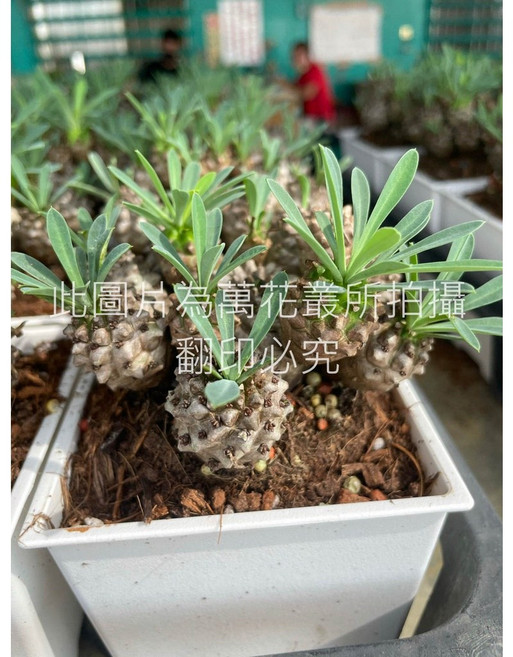 萬花叢 仙人掌植物 4吋盆栽 - 療癒系多肉植物 居家辦公室綠植盆栽, 峨嵋山(綠), 1個