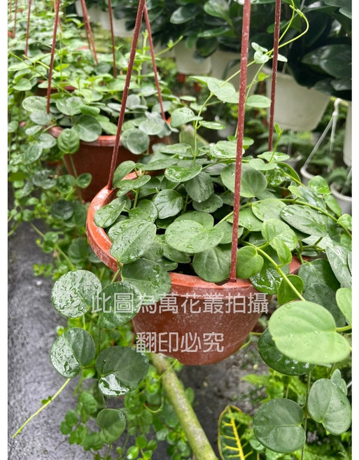 萬花叢 藤蔓植物 蘿蔓 室內懸掛綠植 療癒盆栽, 紅棕色, 1個