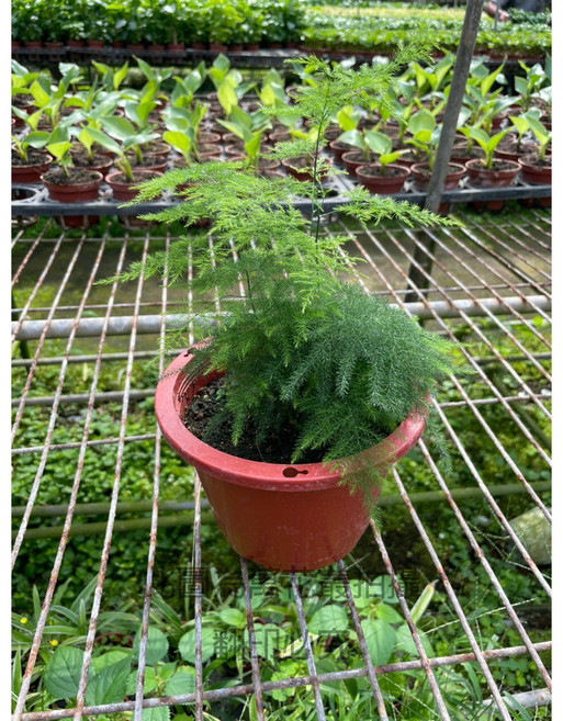萬花叢 觀葉植物【文竹-新娘花】盆栽 - 室內綠植盆栽、淨化空氣、新手推薦, 紅棕色, 1個