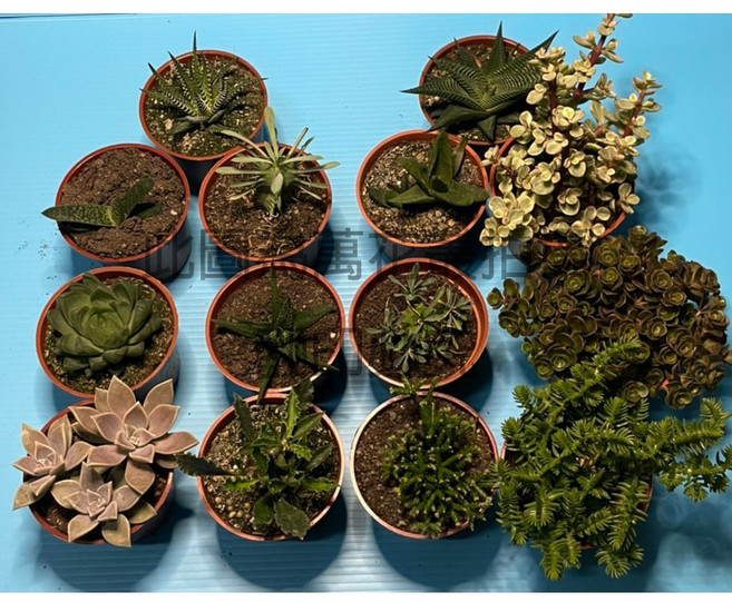 萬花叢 多肉植物優惠組合 (3盆/組) 隨機不挑品種 3吋盆 綠植盆栽, 多種顏色, 1個