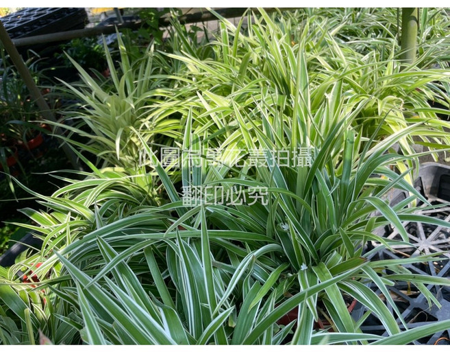 萬花叢 觀葉植物 - 室內淨化空氣盆栽 新手推薦, 大葉吊蘭, 1個