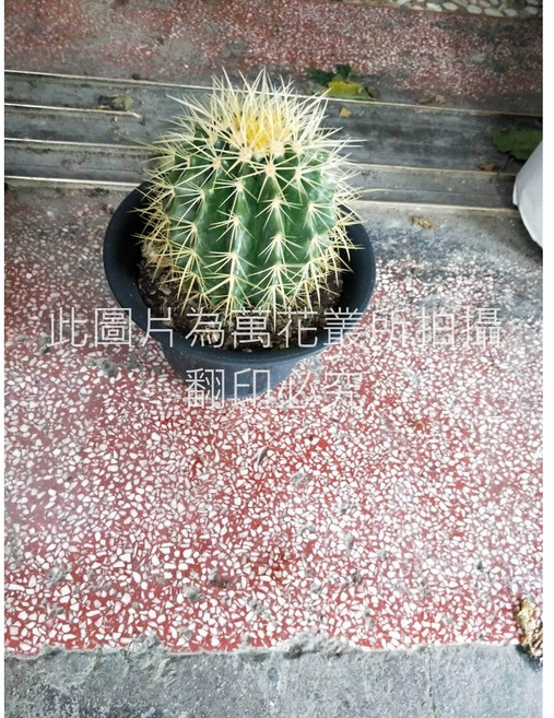 萬花叢 金虎仙人掌 5吋盆栽 室內療癒系多肉植物, 綠色, 1個