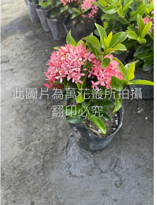 萬花叢 灌木植物 仙丹花苗 盆栽 花色嬌豔 容易照顧 陽台盆栽, 粉色, 1個
